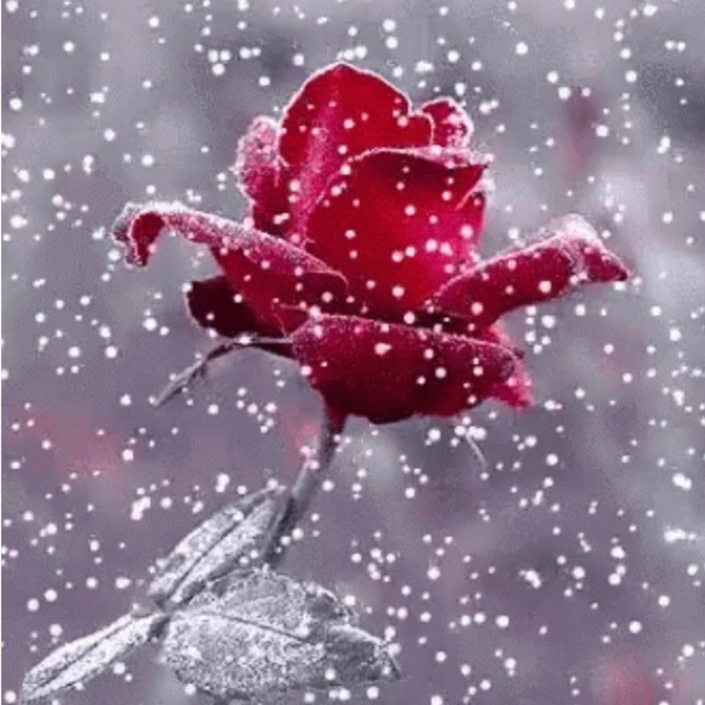 🌹 Truly Lovely Item 🌹